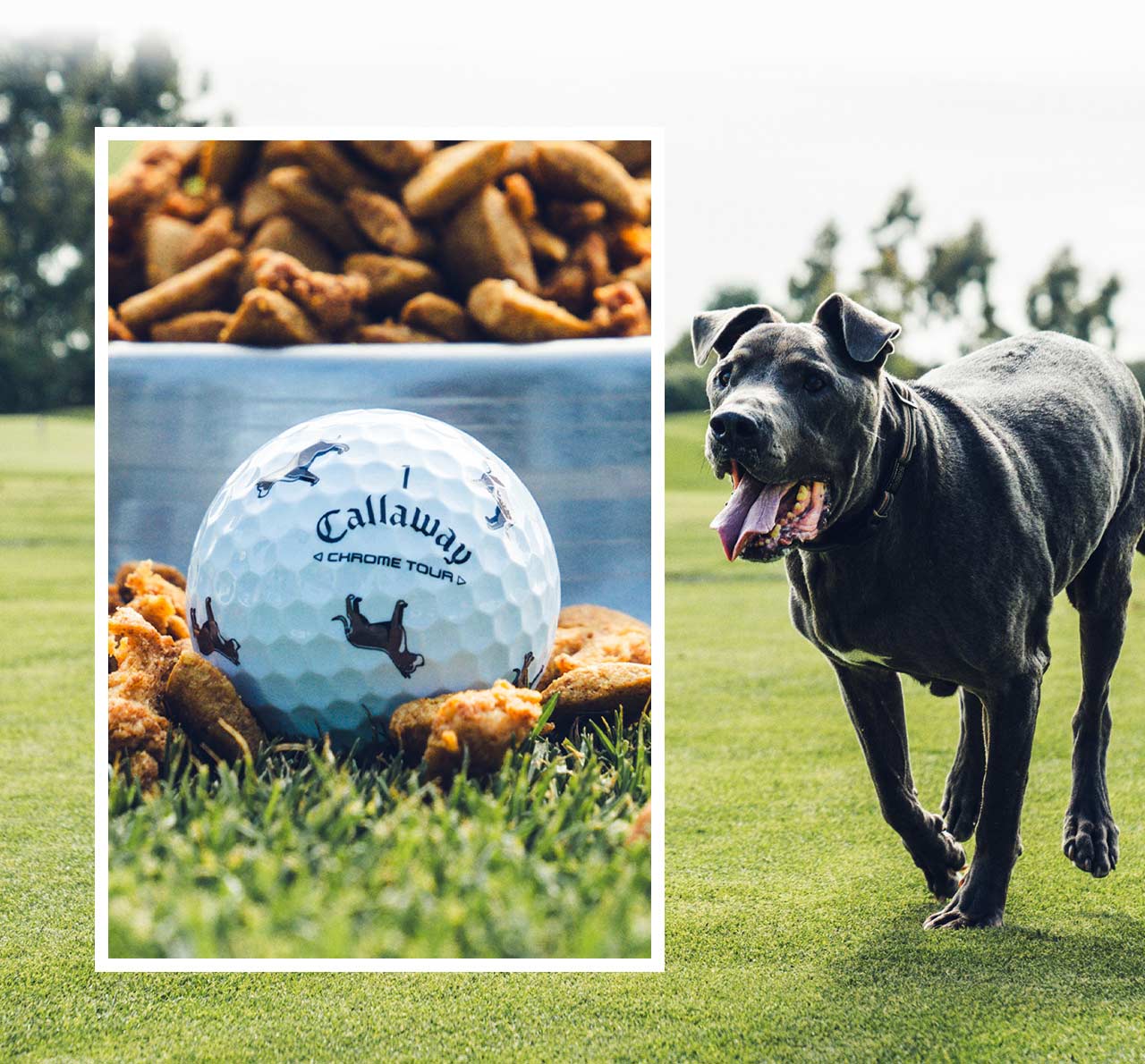 Chrome Tour Big Dog: Pit Bull