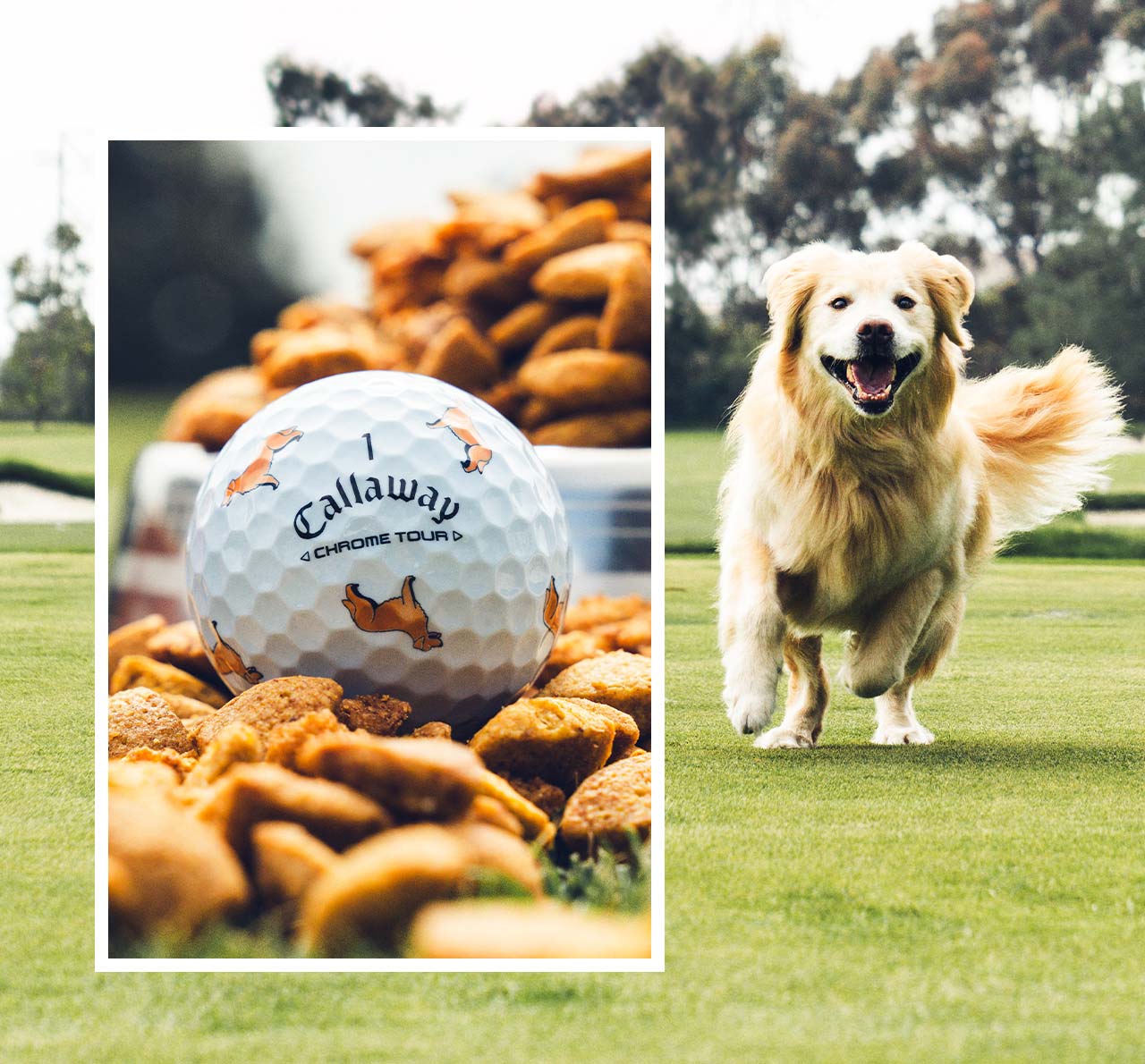 Chrome Tour Big Dog: Golden Retriever