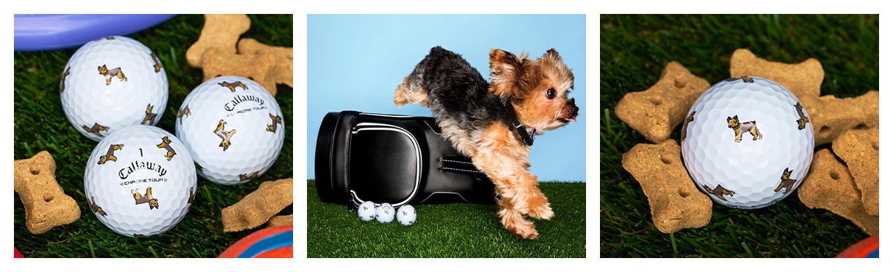 Chrome Tour Small Dogs: Yorkie